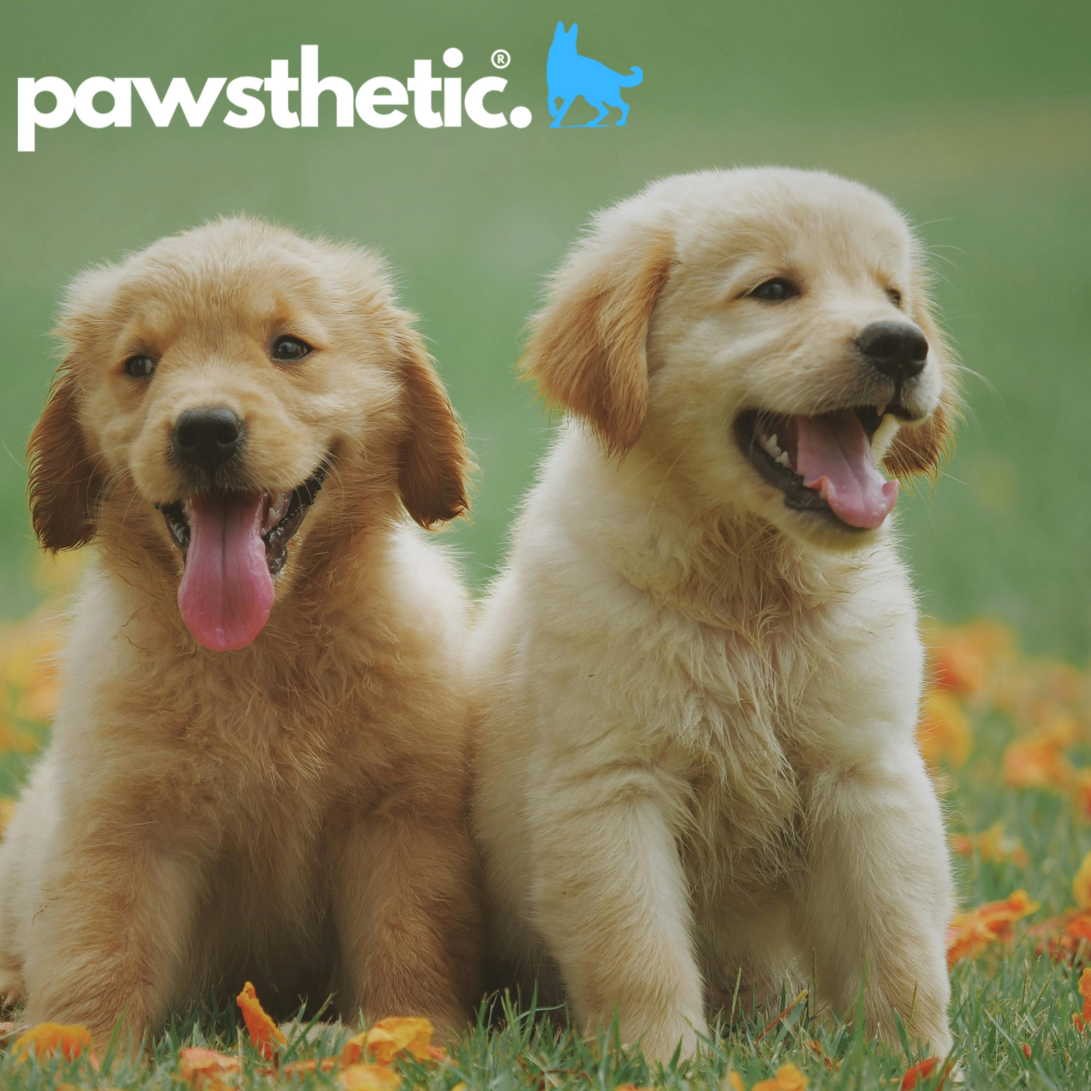 Puppy Hygiene 101: Building Healthy Habits from Day One